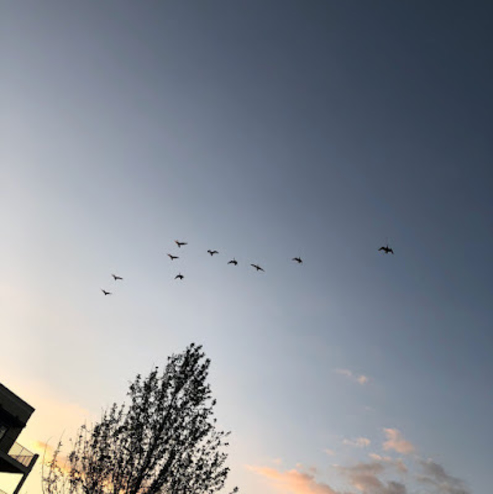 Meet your Posher, Jasmin